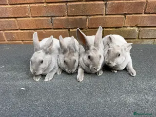 Rex rabbits Stunning lilac Baby mini Rex - Advert 1