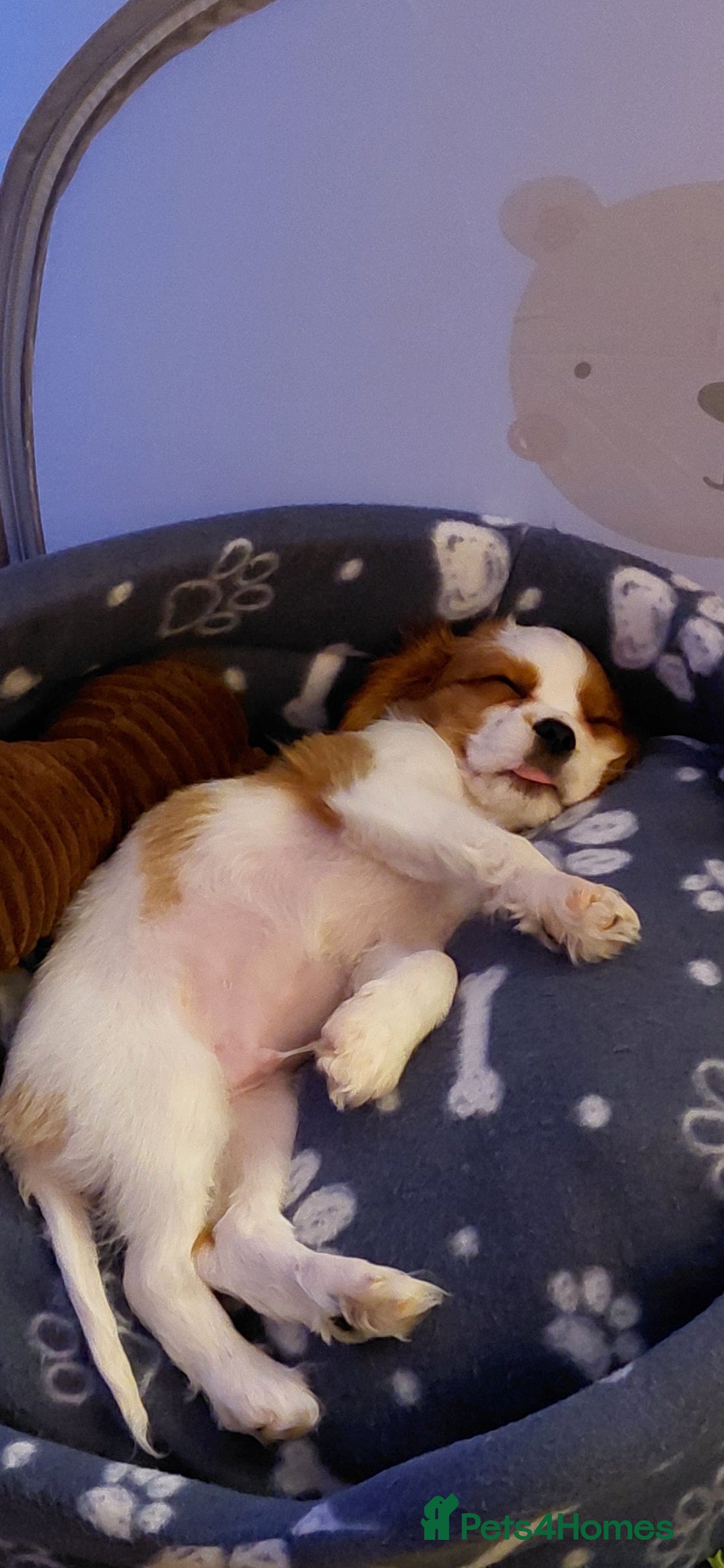 Cavalier King Charles Spaniel dogs for sale: King charles cavalier bleinheim - Advert 2