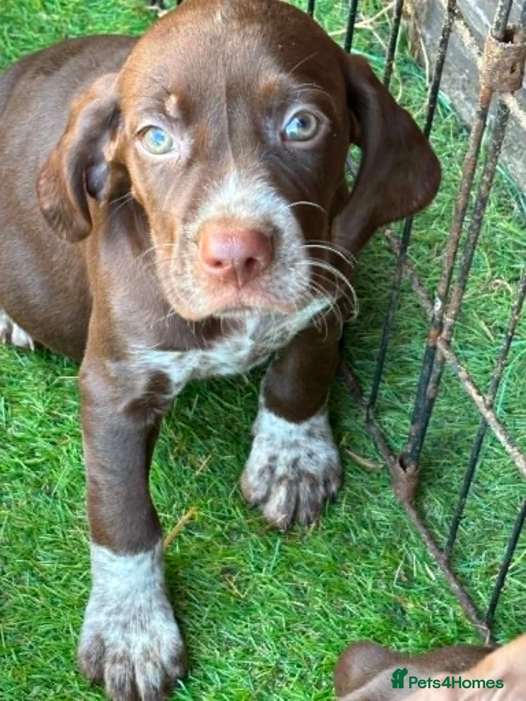 Mixed Breed dogs for sale: Stunning Vizsla X puppies - Advert 8