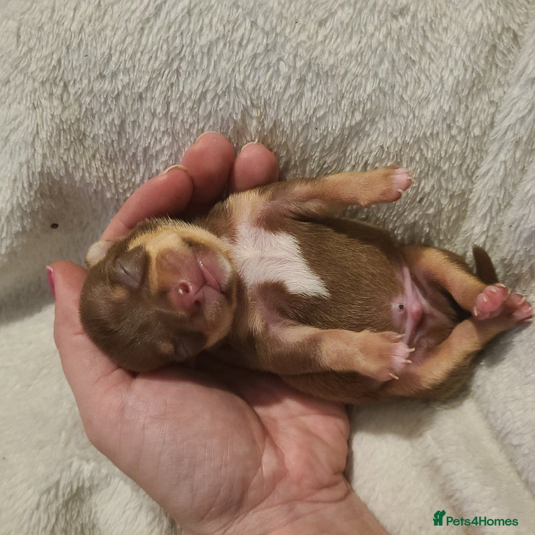 Chihuahua dogs for sale: Smooth coat chihuahua  - Image 19