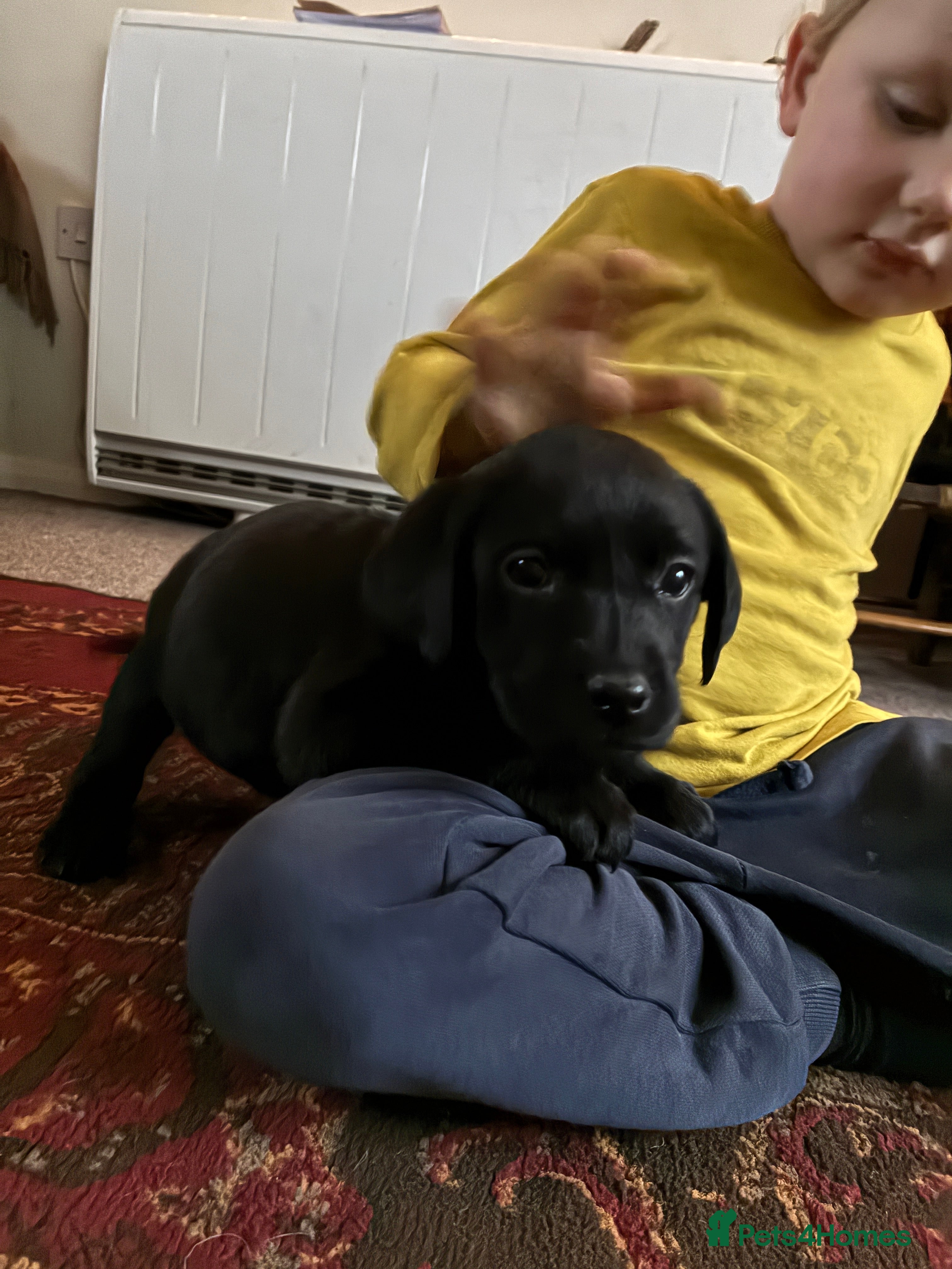 Labrador Retriever dogs Kc reg black labrador dog puppies - Advert 10