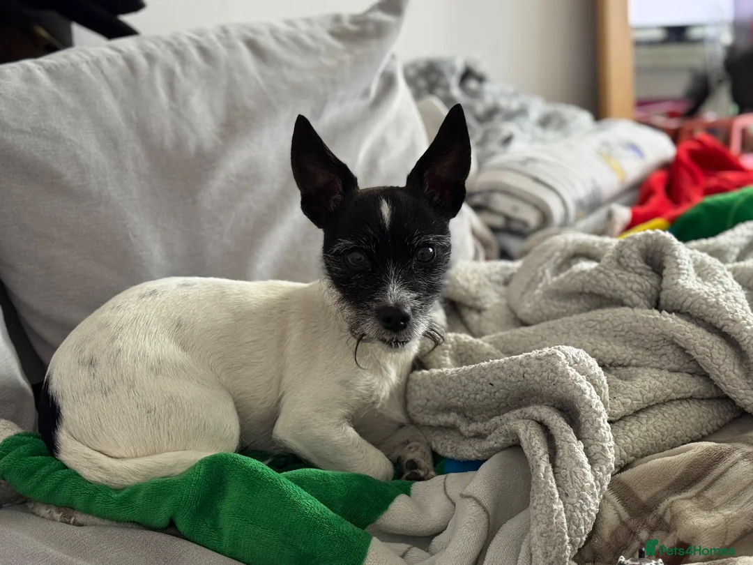 Jack Russell dogs for sale: REHOME! She is Free!  - Advert 2