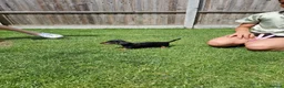 Miniature Dachshund dogs for sale: Miniature dachshund in Benfleet - Advert 12