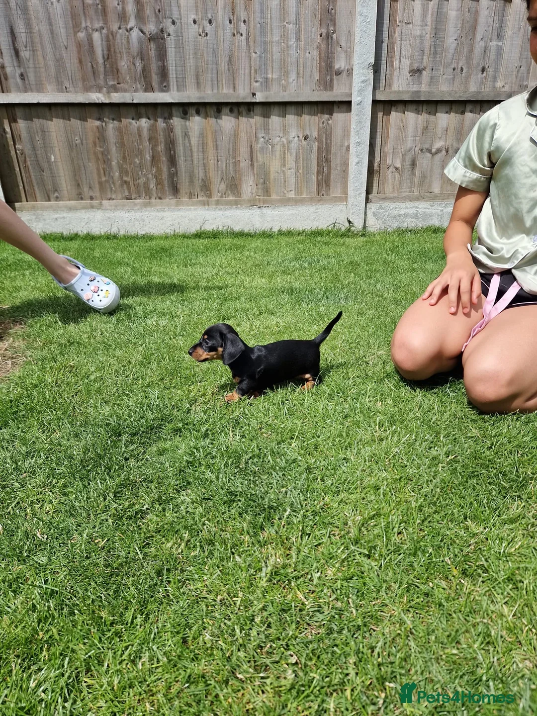 Miniature Dachshund dogs for sale: Miniature dachshund in Benfleet - Advert 12