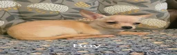 Chihuahua dogs for sale: Gorgeous Kc reg chihuahuas in Blackpool - Advert 2