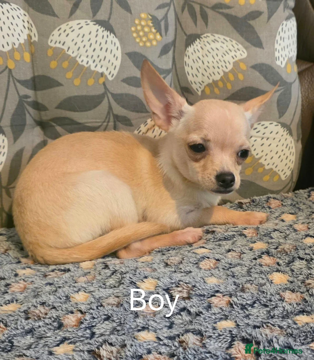 Chihuahua dogs for sale: Gorgeous Kc reg chihuahuas in Blackpool - Advert 2