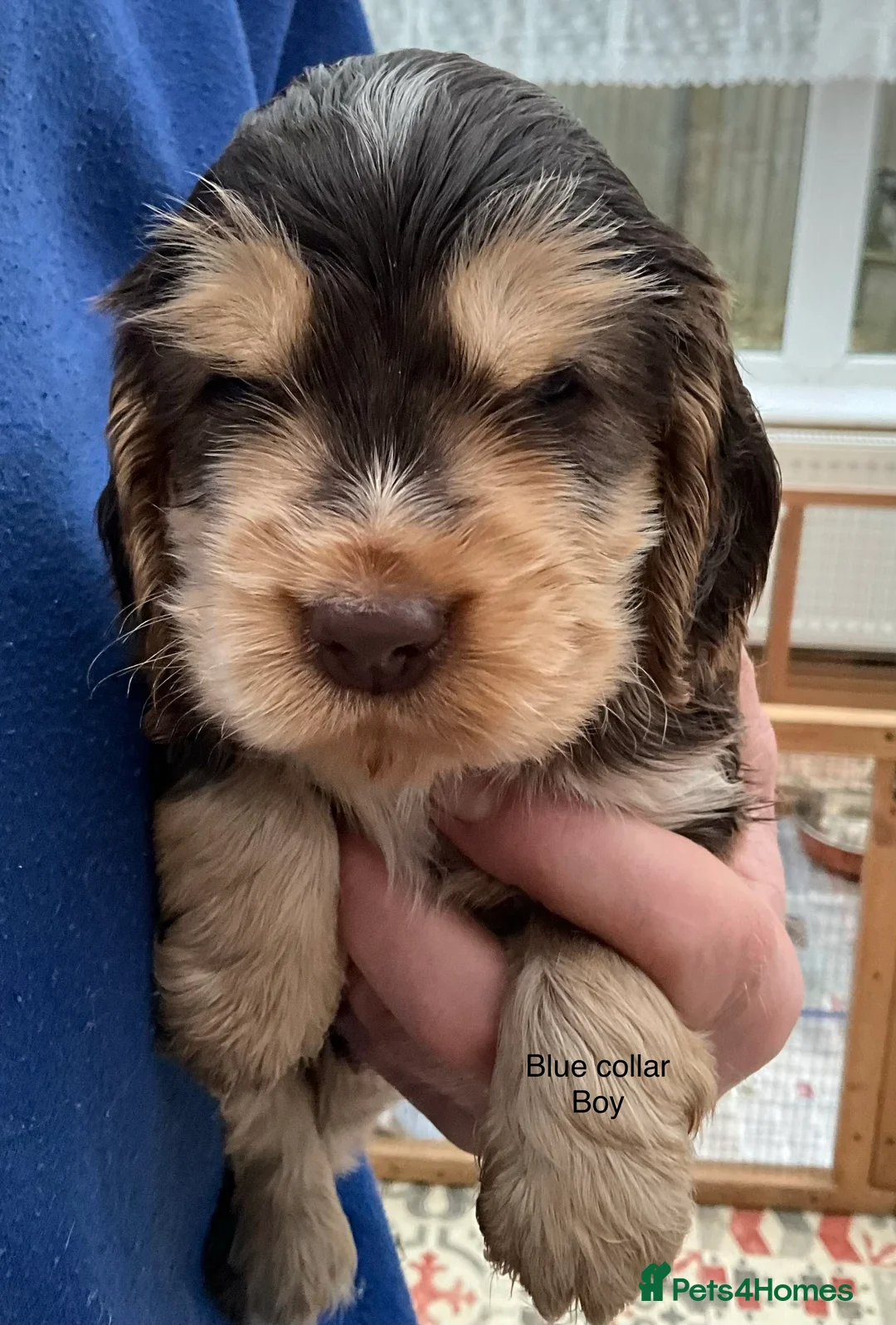 Cocker Spaniel dogs for sale: Stunning Litter of Show Cocker Spaniel Puppies - Advert 5