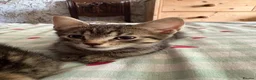 Mixed Breed cats for sale: 4 beautiful tabby kittens for sale - Advert 6