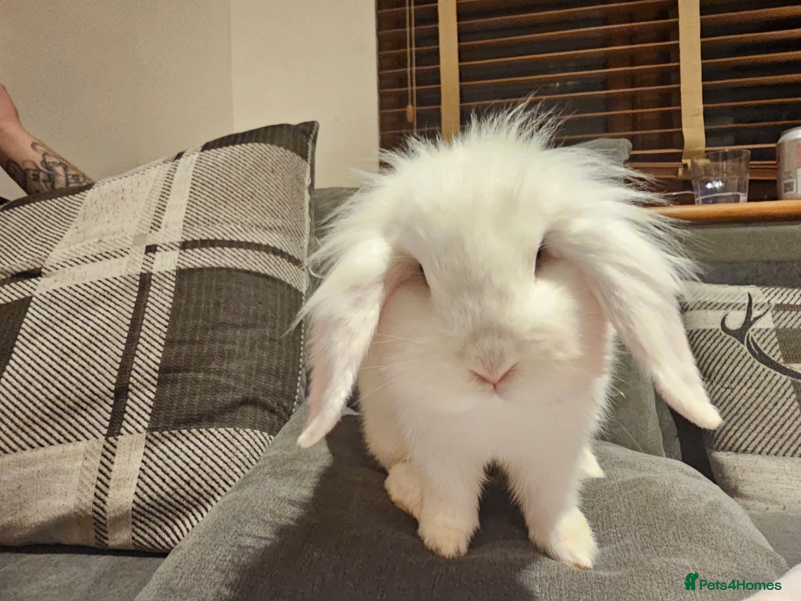 Mixed Breed rabbits Rabbit for urgent rehome - Advert 4