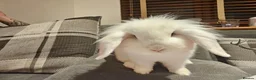 Mixed Breed rabbits for sale: Rabbit for urgent rehome in Waterlooville - Advert 1