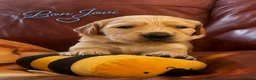Golden Retriever dogs for sale: KC Registered Goldens Raised In Our Family Home - Advert 27