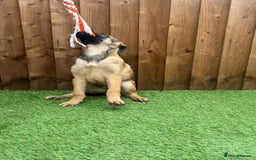 Belgian Shepherd Dog dogs for sale: Belgium Mali Male available  - Image 3