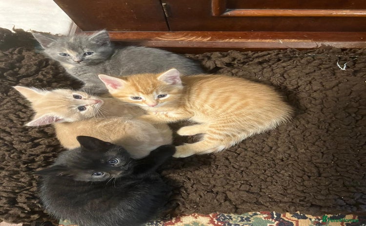 Mixed Breed cats - Advert 8