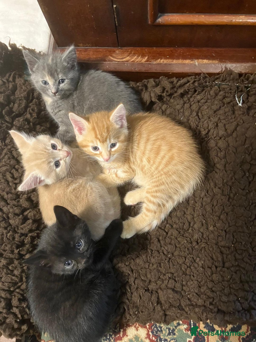 Mixed Breed cats for sale: Farm Reared Kittens x 4 - Image 1