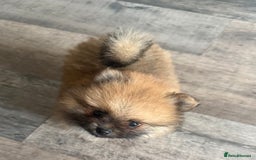 Pomeranian dogs for sale: 2 POMERANIAN BOYS READY TO LEAVE  in Bargoed - Image 17