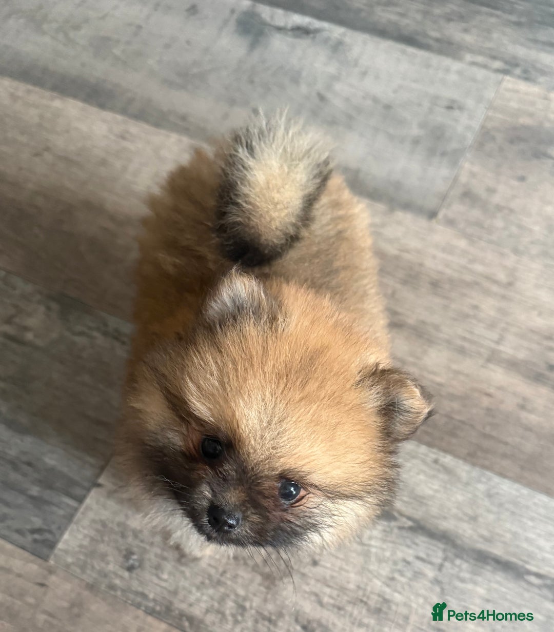 Pomeranian dogs for sale: 2 POMERANIAN BOYS READY TO LEAVE  in Bargoed - Image 17