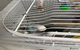 Budgerigars birds for sale: Budgies  - Advert 4