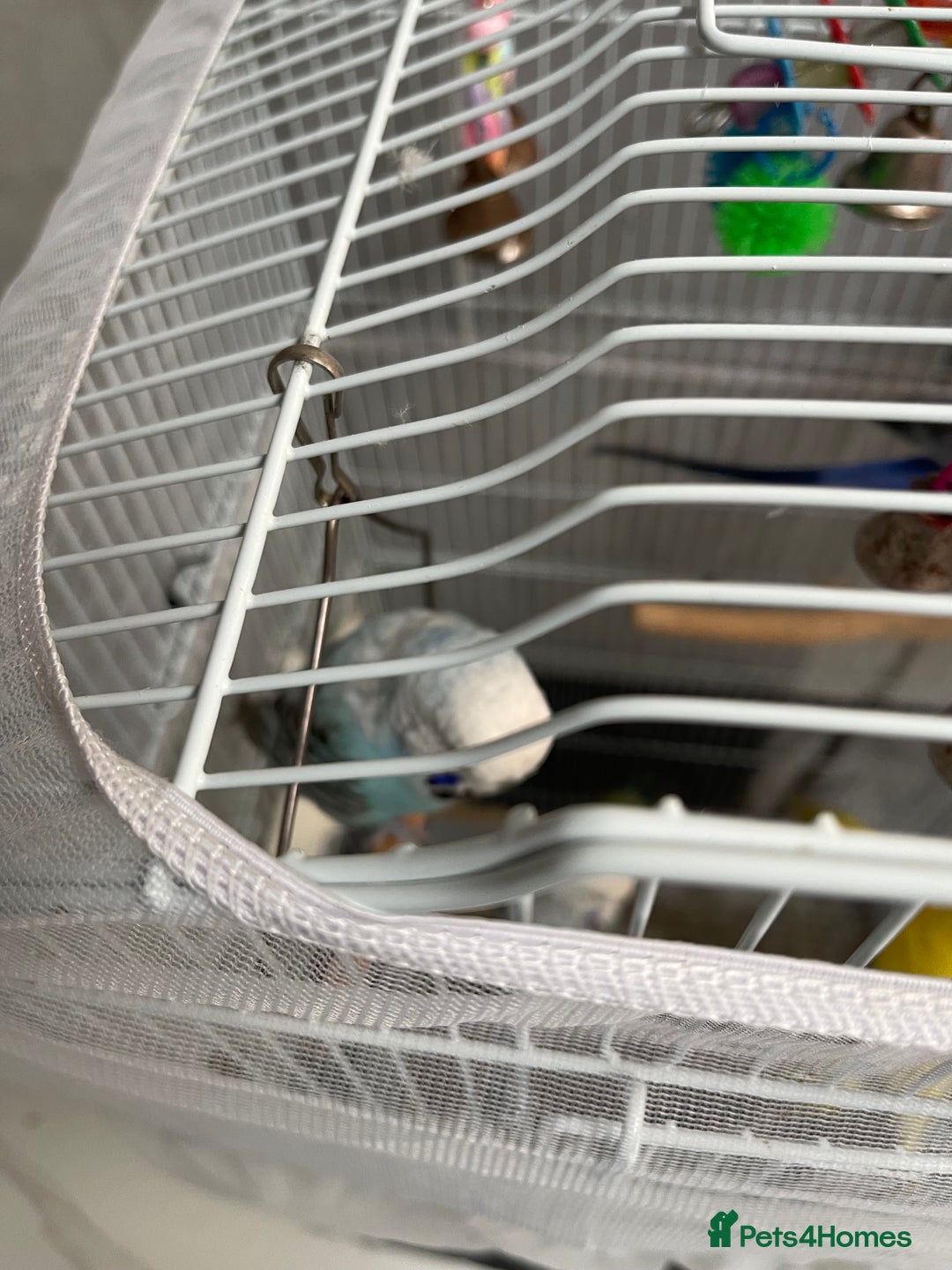 Budgerigars birds for sale: Budgies  - Advert 4