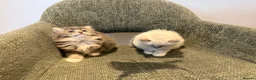 British Longhair cats for sale: 3/4 British Longhaired kittens - Advert 10