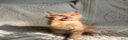 Maine Coon cats for sale: Cream Tabby Maine Coon Male Ready Now  - Advert 5