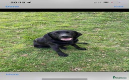 Labrador Retriever dogs for sale: Labrador puppy’s  - Image 8