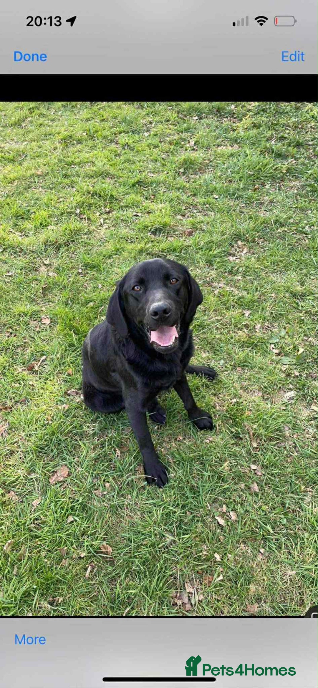 Labrador Retriever dogs for sale: Labrador puppy’s  - Image 8