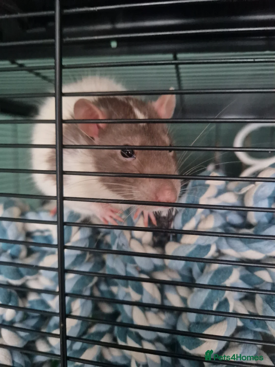 Rat rodents for sale: Single Male Rat + Cage - Advert 1