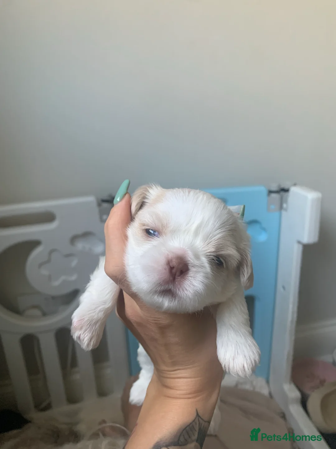 Shih Tzu dogs for stud: Lilac imperial shih tzu for stud in Clydebank - Advert 8