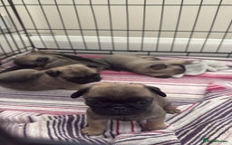 Pug dogs for sale: KC Reg Stunning Pug Puppies - Image 7