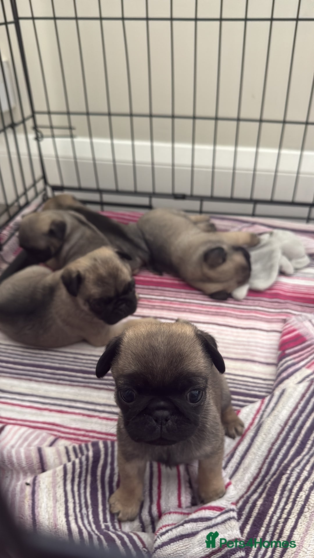 Pug dogs for sale: KC Reg Stunning Pug Puppies - Image 7