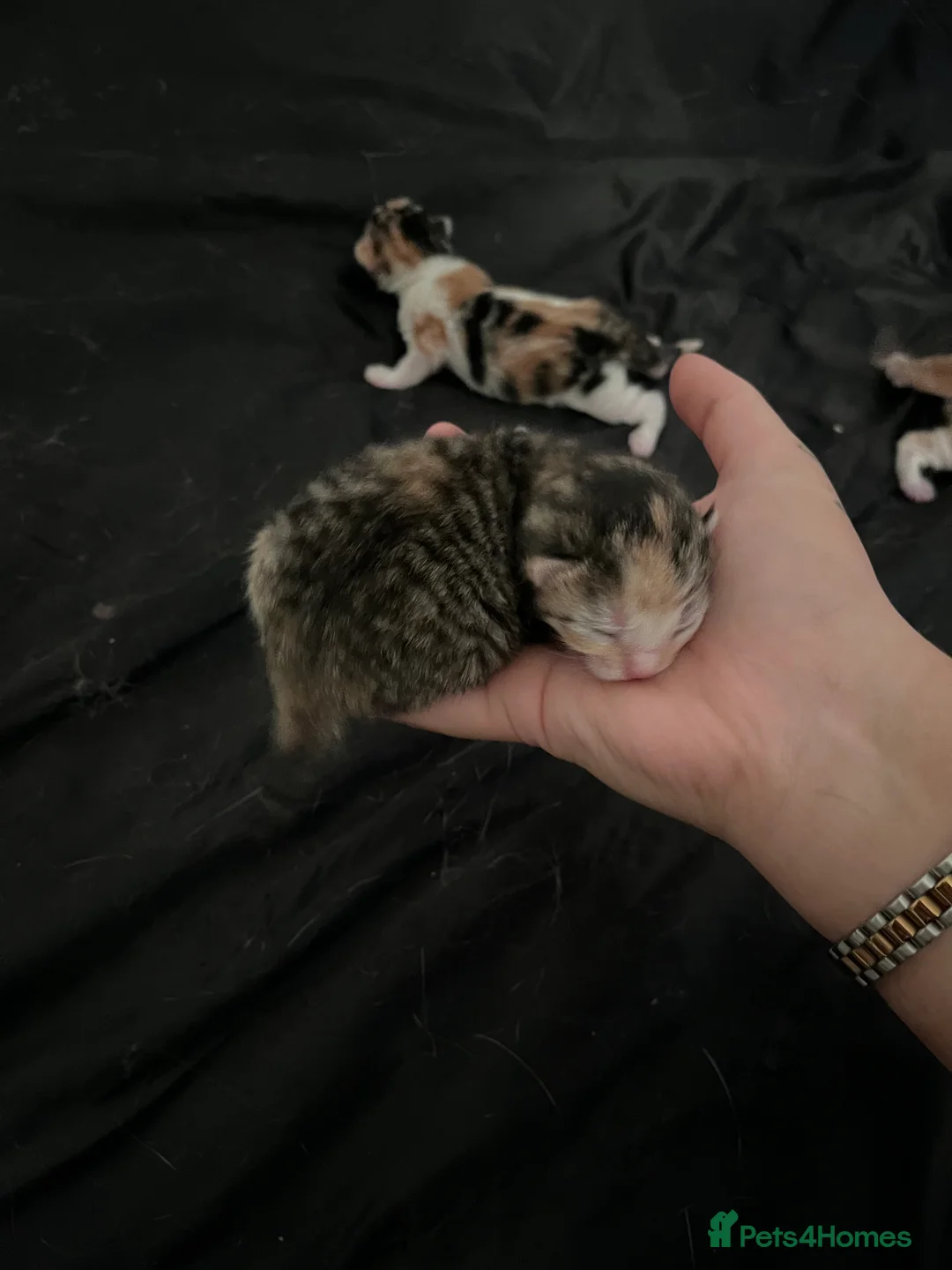 American Shorthair cats for sale: Shorthair Kittens for Reserve - Advert 2