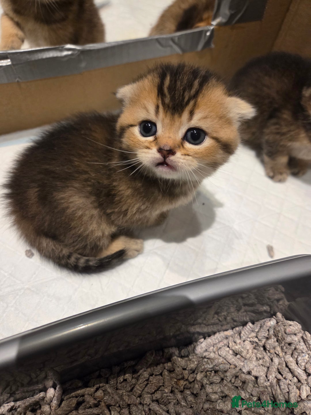 Scottish Fold cats for sale: Scottish Fold Kittens - Image 9