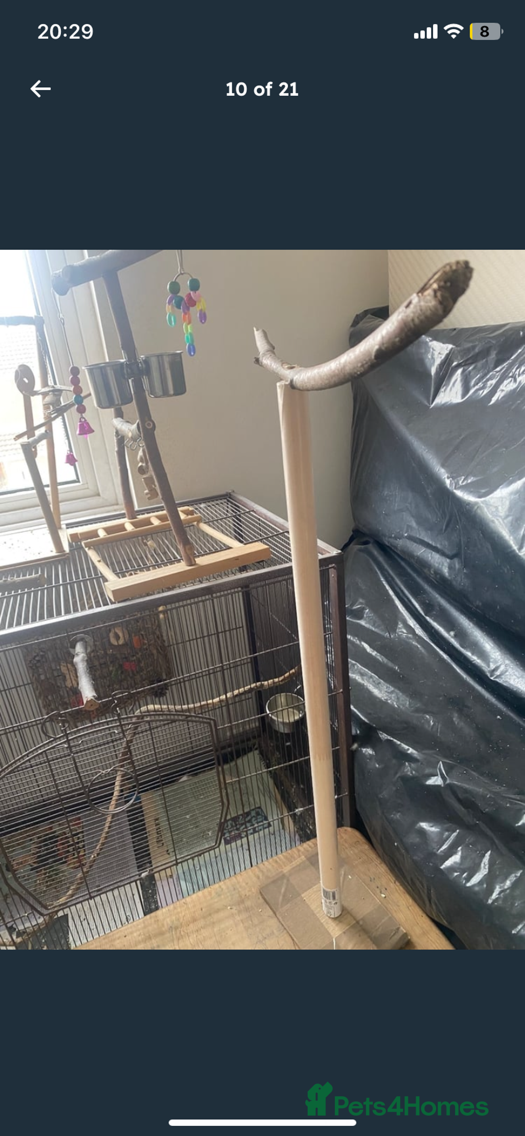 Budgerigars birds for sale: 2 budgies and all accessories/equipment   - Image 7