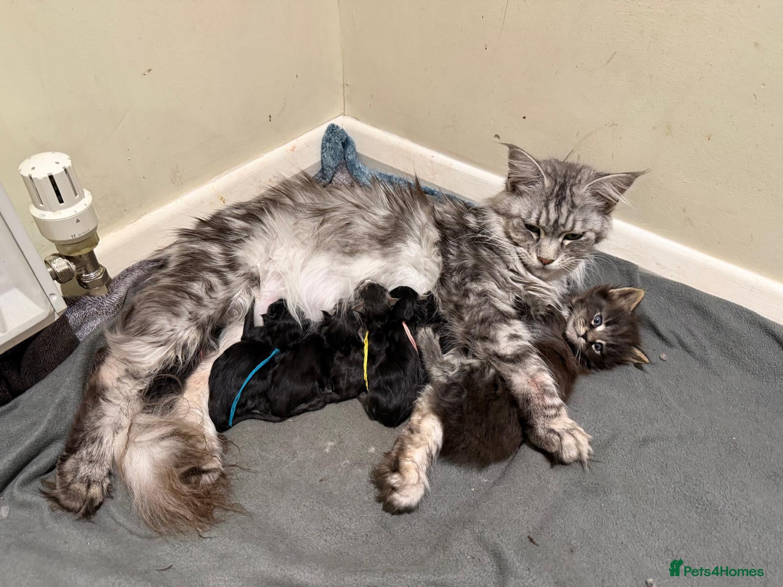 Maine Coon cats Large Kittens - European Bloodlines - Advert 1