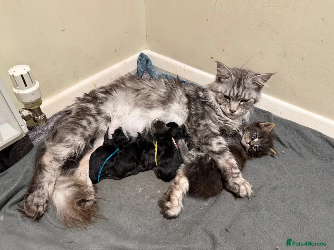 Maine Coon cats for sale: Large Kittens - European Bloodlines - Advert 1