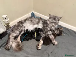 Maine Coon cats Large Kittens - European Bloodlines - Advert 3