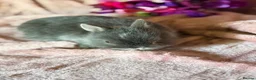 Netherland Dwarf rabbits for sale: Beautiful Neverland Dwarf Pure Breeds in Yeovil - Advert 10