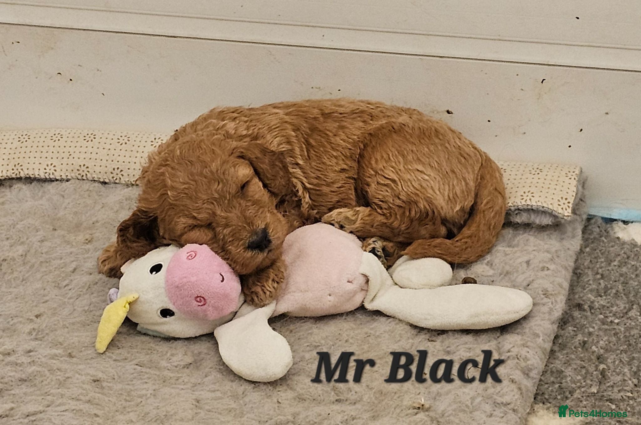 Mini Goldendoodle dogs Goldendoodle F1b  - Advert 2