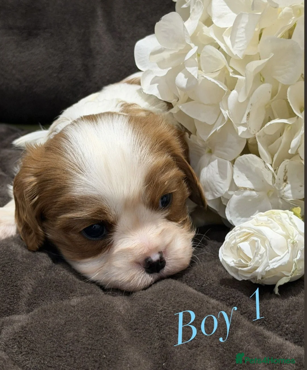 Cavalier King Charles Spaniel dogs for sale: DNA HEALTH TESTED CAVALIER KING CHARLES  - Advert 17