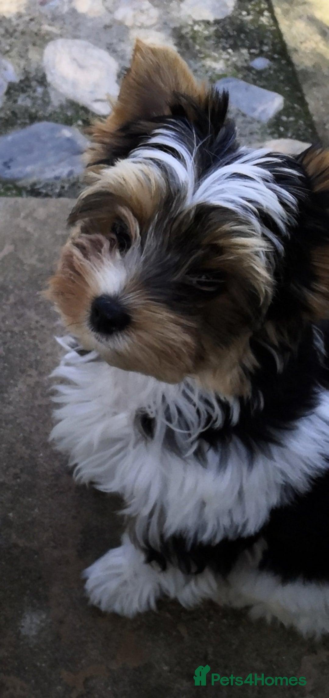 Biewer Terrier dogs for sale: Gorgeous Biewer Terrier puppies  - Image 6