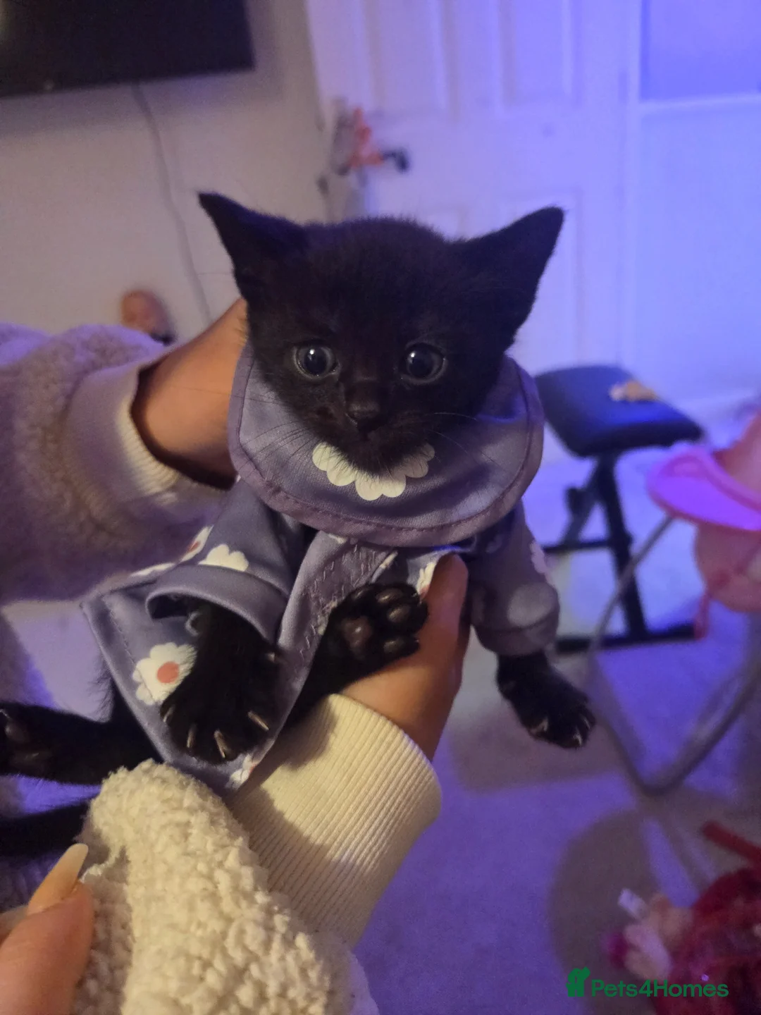 Burmese cats for sale: Burmese x  - Advert 7