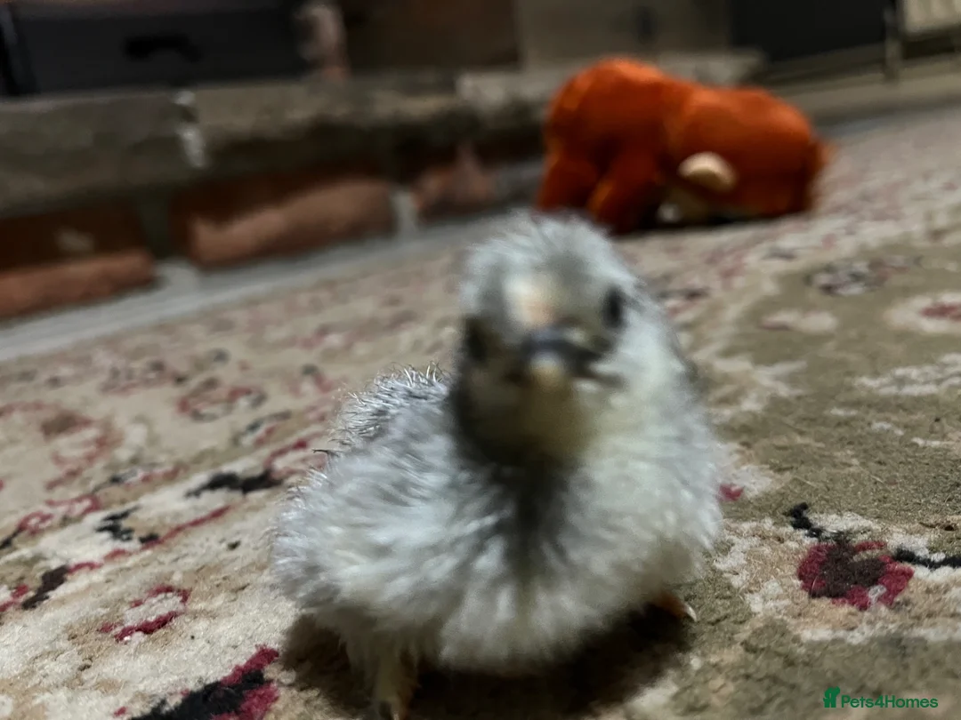 Chickens poultry for sale: Lavender peaken bantam  haching eggs  - Advert 2