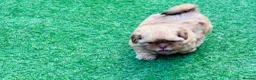 Shih Tzu dogs for sale: Handsome liver Shih Tzu boy puppy  - Advert 18