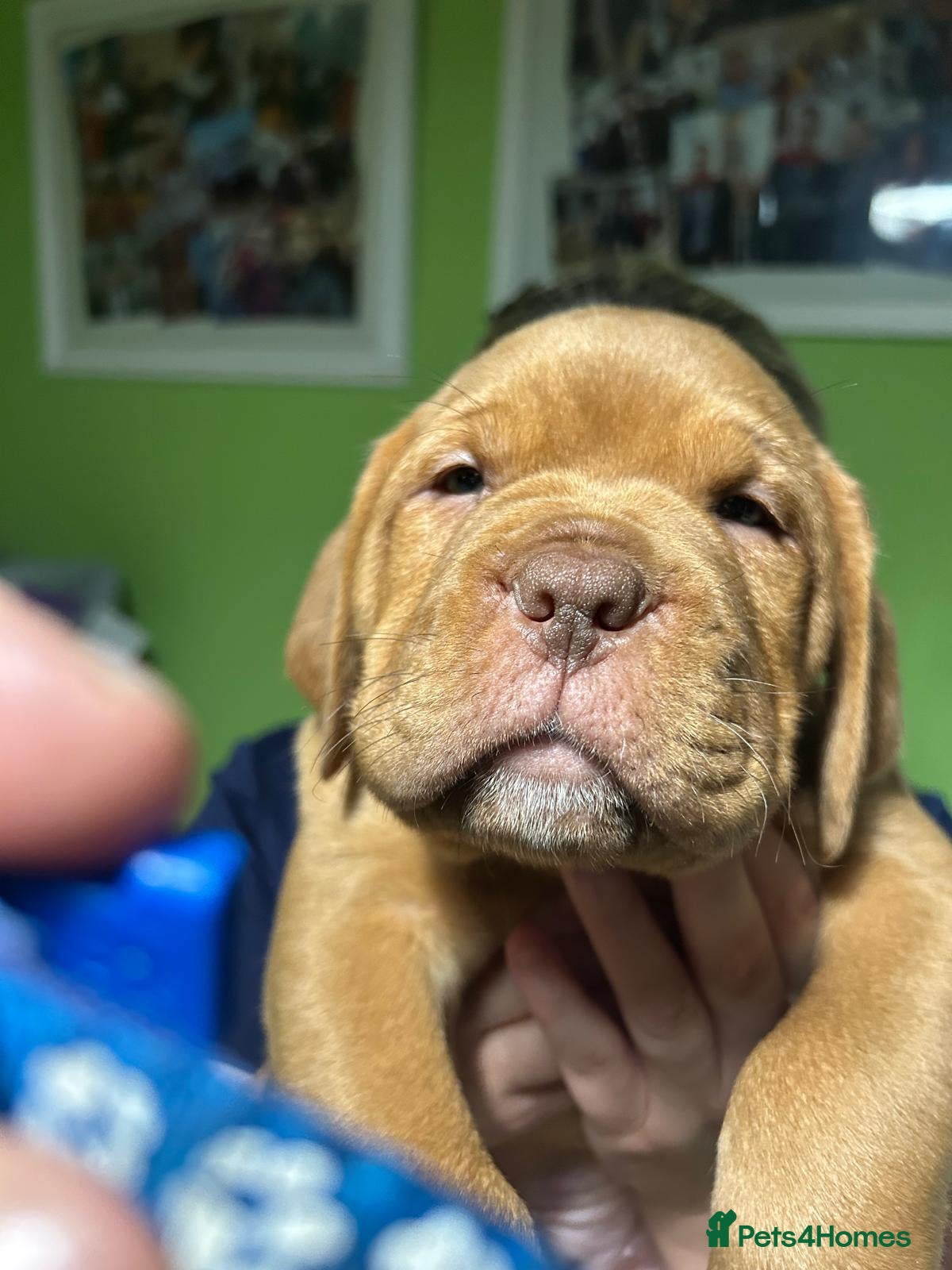 Mixed Breed dogs Dogue de Bordeaux and boerboel mix puppies  - Advert 1