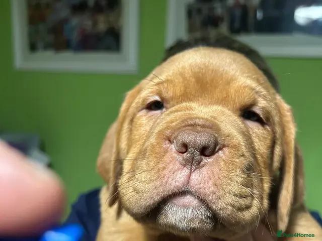 Mixed Breed dogs Dogue de Bordeaux and boerboel mix puppies - Advert 1