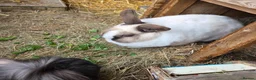 Mini Lop rabbits for sale: 2 neutered rabbits - Advert 4