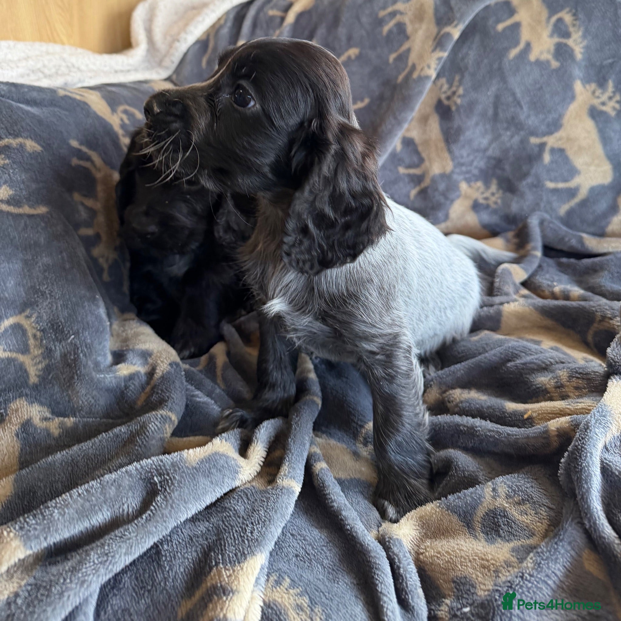 Cocker Spaniel dogs Show cocker puppies - Advert 1