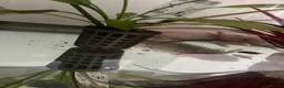 Axolotl reptiles for sale: axolotl  in Newbridge - Advert 1