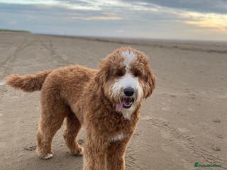 Goldendoodle dogs Multigenerational Male Doodles Licensed Tested - Advert 1