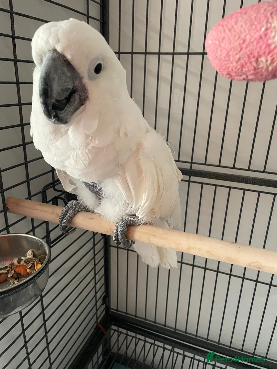 Cockatoo birds for sale: Tame and talkative umbrella cocktoo - Advert 1